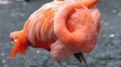 Zašto flamingos ljubav stajati na jednoj nozi